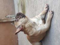 1,5 Yaşında French Bulldog Erkek
