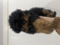 Fantom Maltipoo Nadir Renk