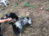 Yavru köpeklerimiz eğitime hazır