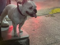 French bulldog kızımız sevgi dolu ailesini arıyor
