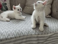 Safkan british longhair ve shorthair yavrular