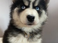 Husky Bebekleri