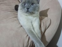 Blue point 1,5 yaşında british shorthair