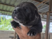 Cane corso orjinal yavrular