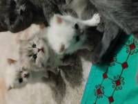 Kendi kedimin son british longhair yavrusu