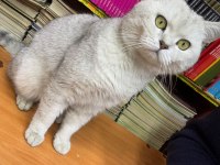 1 yaşında erkek british shorthair