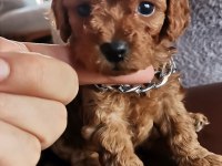 Toy poodle erkek yavrularım