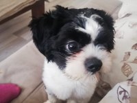 Shih tzu Ares