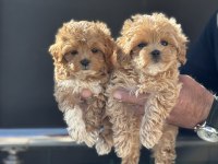 Ankarada yasal çiftlikde ziyarete açık maltipoo