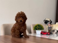 ÜST KALİTE TOY POODLE YAVRULARIMIZ