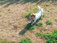 2 yaşında köpeğimiz maylo