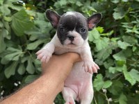 Tospik french bulldog yavrular (ped eğitimli)