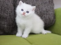 British shorthair beyaz yavrular
