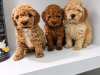 Poodle Köpeği Yavrularımız
