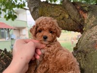 Babyface Maltipoo Yavrularımız