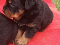 Koca kafa rottweiler yavrular 2 erkek ve 1 dişi