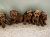 Garantili Ev Üretimi Sağlıklı Toy Poodle
