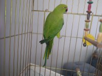 Pakistan papağanı erkek kayseri