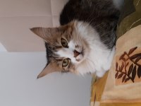KEDİME YUVA ARIYORUM