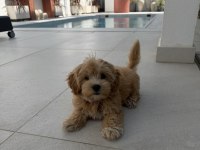 Tr nin en özel maltipoo yavruları