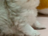 Scottish fold yavru kedimiz