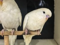 Yeni Yeme Düşen Jumbo Ve Show Jumbo Muhabbet Kuşları