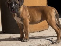 ANNE BABA ŞECERELİ 3 AYLIK SAFKAN CANE CORSO