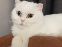 Ücretsiz scottish fold Eyes 3,5 yaş