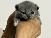 10 günlük yavrular scottish fold