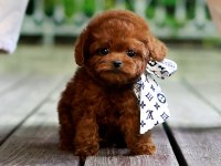 Safkan Toy Poodle Bebeklerimiz
