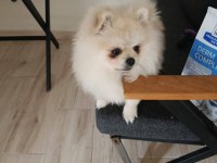 Pomeranian Boo En Küçük Boy Uygun