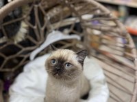 2 aylık british shorthair siyam yavru kedimiz