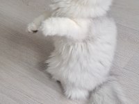British longhair ns12 dişi 6 aylık