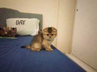 Scottish Fold Golden Bebekler