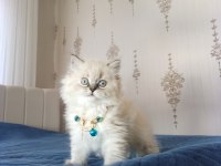 Pofuduk pati british longhair