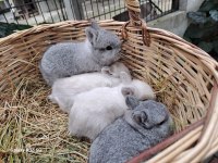 Sevimli Cüce tavşan yavruları