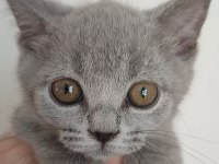 Safkan Üretim British Shorthair
