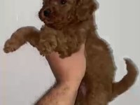 Toy poodle yavrular ırk sağlık garantili