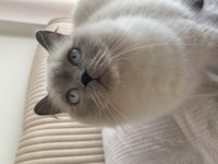 Blue Point British Longhair