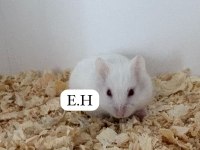 suriye hamster yavrusu