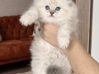 BLUE POİNT MAVİ GÖZ BRİTİSH LONGHAİR YAVRUM