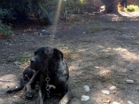 Cane corso brindle yavrular