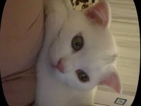 Beyaz scottish fold kedisi
