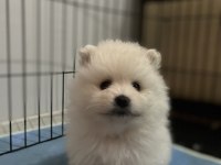 Mini mini yavrucaklar pomeranian boo