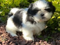 Irk ve Sağlık Garantili Shih-Tzu Yavrular