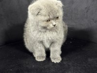 Koca kafa scottish fold bebekler