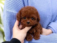 Şirin bebekleri poodle