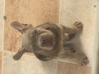 New shade isabella tan maybe fluffy taşıyıcı french bulldog