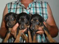 HARİKA KALİTEDE DOBERMAN YAVRULARI