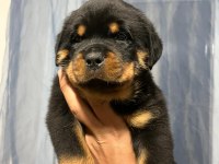 Dünya şampiyonu torunları rottweiler yavrular